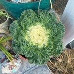 Brassica oleraceaبرگ