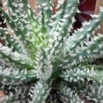 Aloe humilis Hábito