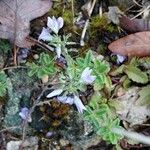 Veronica orsiniana Habitus