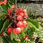 Prunus cerasus Fruit