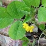 Medicago rigidula ഇല