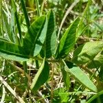 Hedysarum hedysaroides Leaf