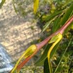 Salix daphnoides その他の提案