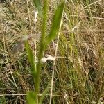 Erigeron annuus Folha