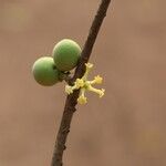 Pleiocarpa pycnantha Flower