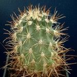 Sclerocactus parviflorus Leaf
