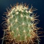 Sclerocactus parviflorus Deilen