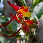 Tropaeolum pentaphyllum Flor