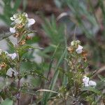 Pedicularis racemosa Хабит