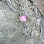 Dianthus pungens Kwiat