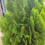 Platycladus orientalis عادت داشتن