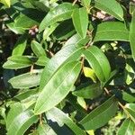 Hexalobus monopetalus पत्ता