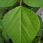 Phaseolus vulgaris Leaf