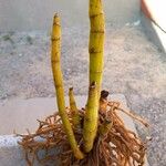 Cyrtopodium andersonii Lehti