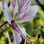 Dictamnus albus Квітка