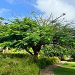 Delonix regia Levél