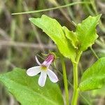 Lobelia anceps Λουλούδι