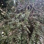 Diospyros whyteana Hábito