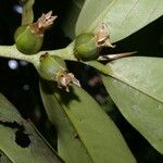 Diospyros discolor Fruit