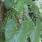 Anthurium formosum Leaf