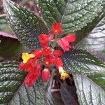 Chrysothemis pulchella Flower