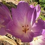 Colchicum lusitanum 花