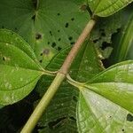 Miconia affinis Bark