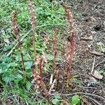 Corallorhiza maculata Flower