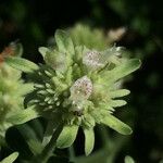 Pycnanthemum verticillatum Blomma