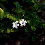 Serissa japonica Flower