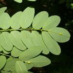 Lennea viridiflora Blad