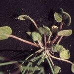 Eriogonum rotundifolium Pokrój