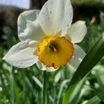 Narcissus × medioluteus Blomma