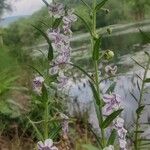 Angelonia biflora Fleur