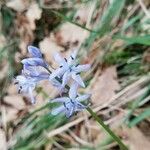 Hyacinthoides italica Blüte