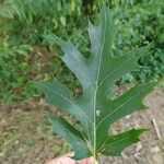 Quercus palustris 葉