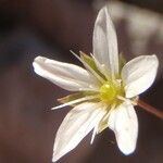 Arenaria provincialis Квітка