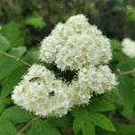 Sorbus aucuparia Flower