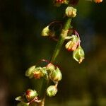 Rumex roseus Цвят