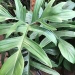 Philodendron pedatum Лист