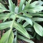 Philodendron pedatum Blad