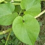 Tinospora crispa Hoja