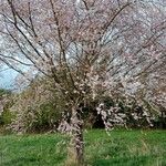 Prunus × subhirtella Агульны выгляд