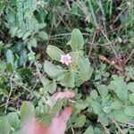 Lantana involucrata Žiedas