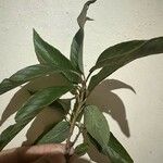 Karwinskia calderonii Leaf