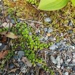 Gaultheria hispidula Blatt