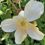 Rosa sempervirens Blüte
