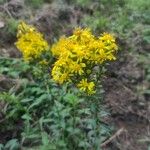 Solidago virgaureaBlomst