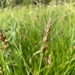 Carex disticha Floro