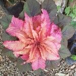 Amaranthus tortuosus Blatt